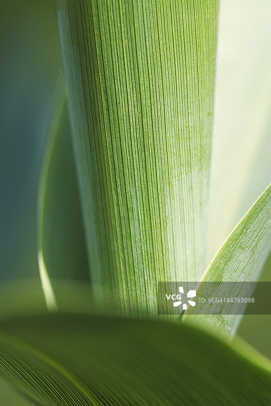 绿色植物特写镜头图片素材