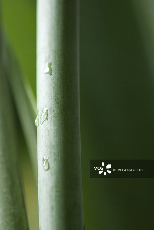 植物茎上的水滴特写图片素材