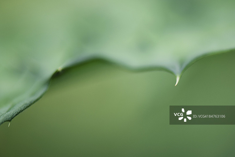库拉索芦荟植物特写图片素材