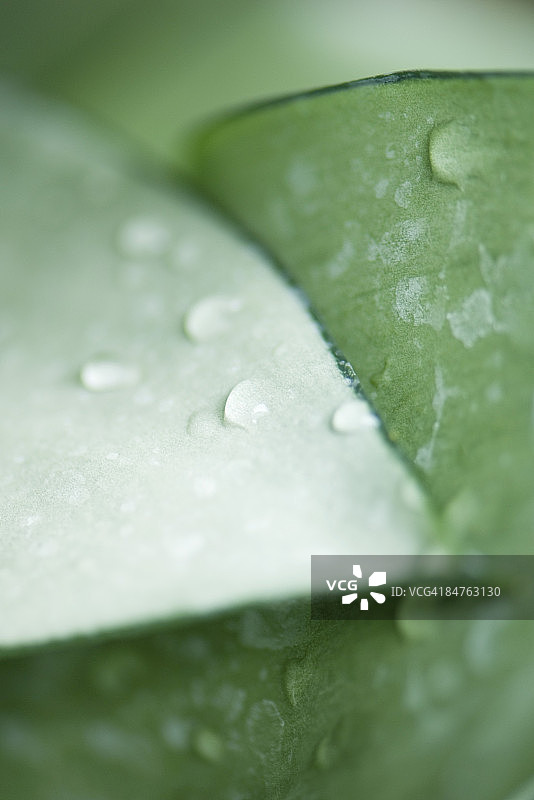 植物叶子上的水滴，极限特写图片素材