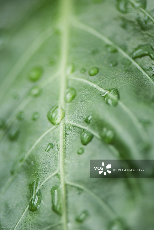 叶子上的雨滴，特写图片素材