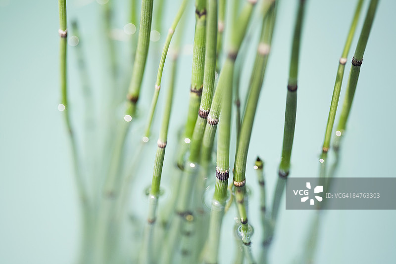 水中的节节草（Equisetum hyemale）特写图片素材