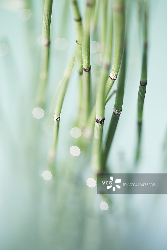 问荆（Equisetum hyemale），选择性聚焦图片素材