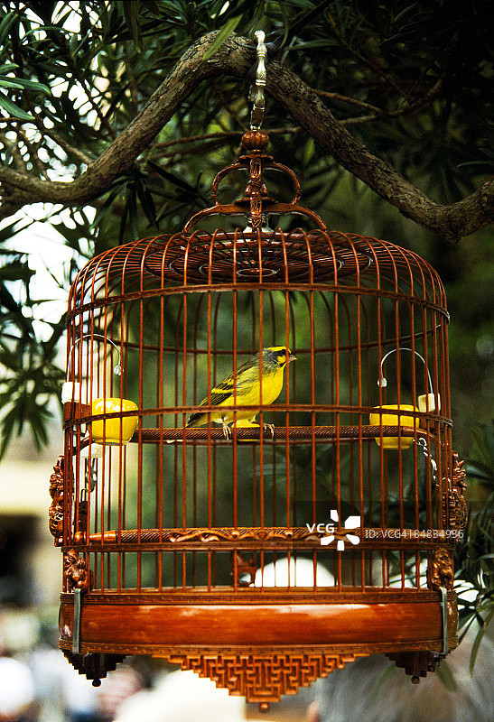 竹笼中的雀鸟图片素材