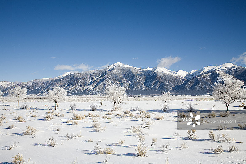 雪树，圣克里斯托山脉，科罗拉多州图片素材