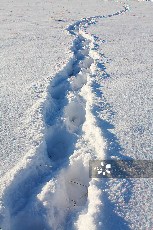 穿过厚厚积雪的足迹图片素材