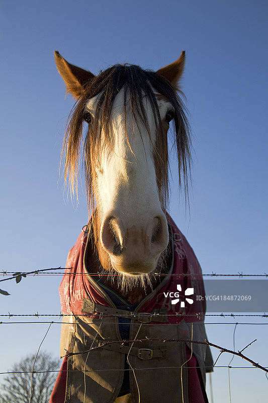 苏格兰克莱兹代尔马特写图片素材