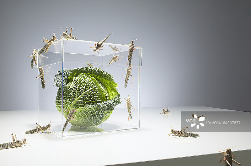 透明盒子中包菜周围的蝗虫图片素材