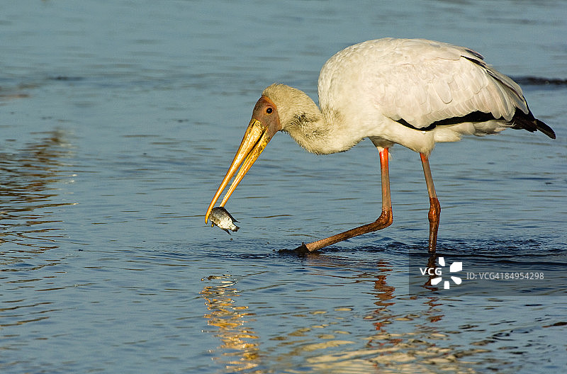 黄嘴鹳(Mycteria ibis)，博茨瓦纳，塞琳达保护区图片素材