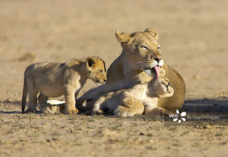 母狮（豹属）舔幼崽，卡拉哈迪跨国公园，南非图片素材