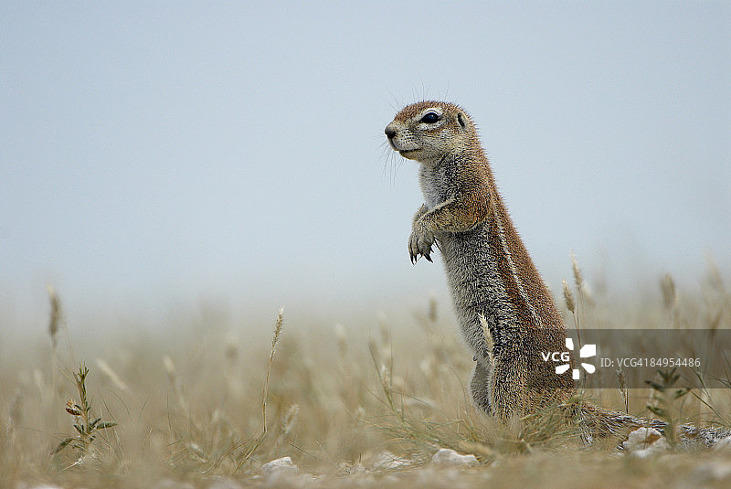 一只警觉的土拨鼠，位于博茨瓦纳的卡拉哈里中部图片素材