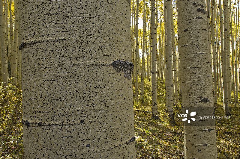 秋季白杨树森林广角照片图片素材