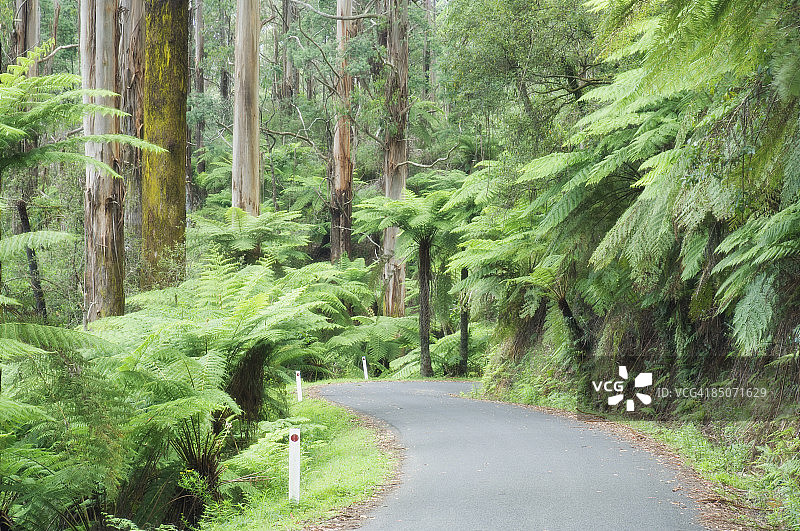 穿越温带雨林的道路图片素材