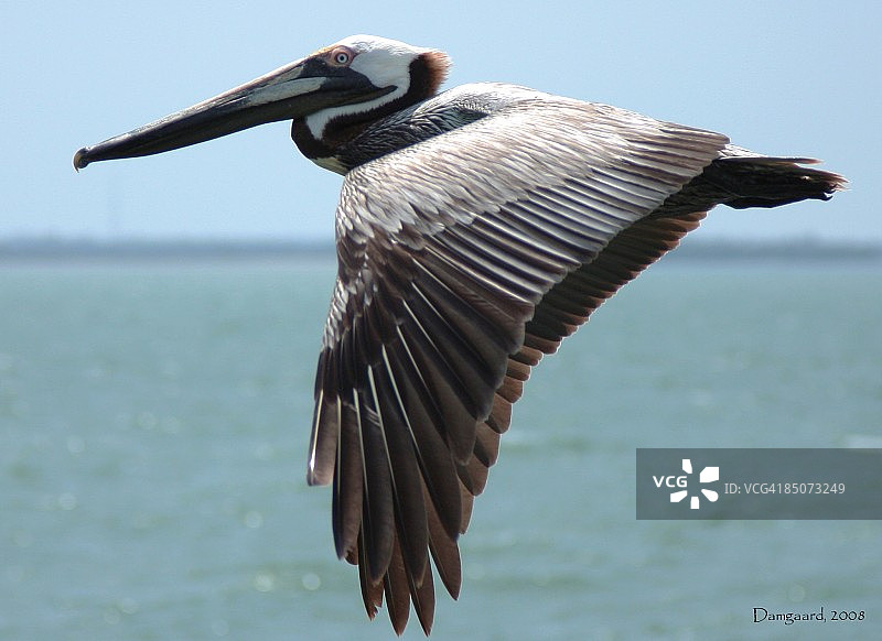飞越坦帕湾的鹈鹕图片素材