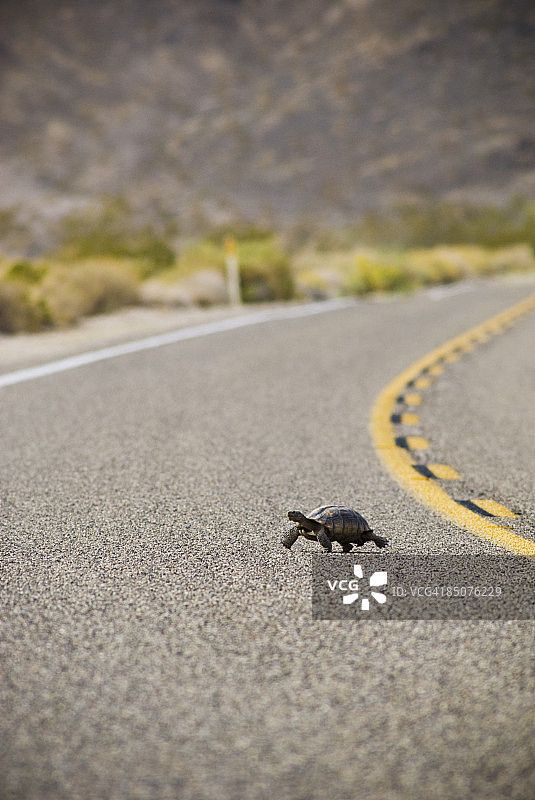 莫哈韦沙漠乌龟图片素材