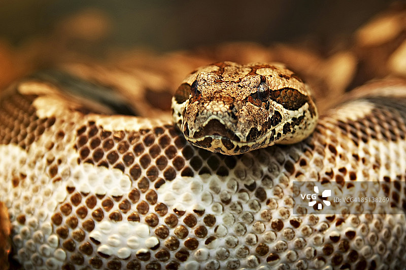 杜氏蟒蛇图片素材