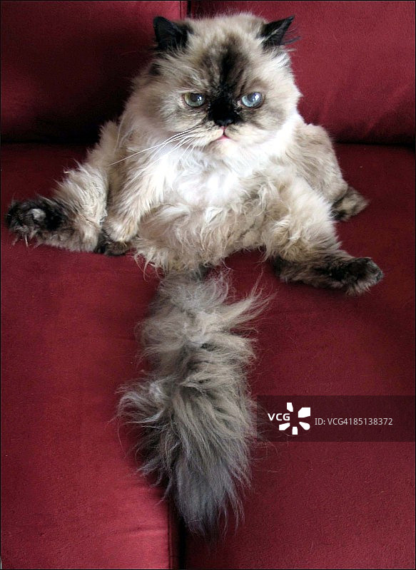 滑稽的猫图片素材