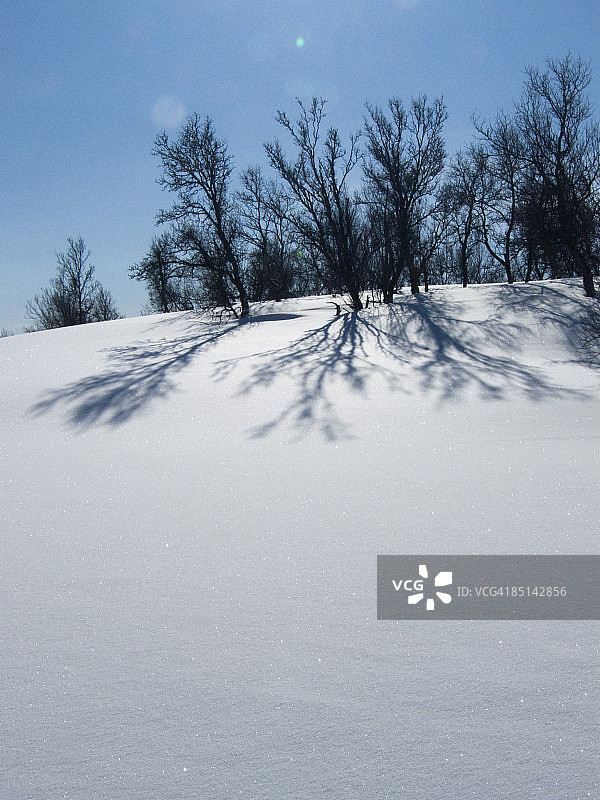 雪地、树木、阴影、阳光图片素材
