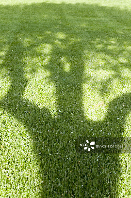 草坪上的树影图片素材