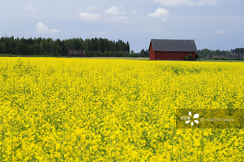 红色谷仓和金色田野图片素材