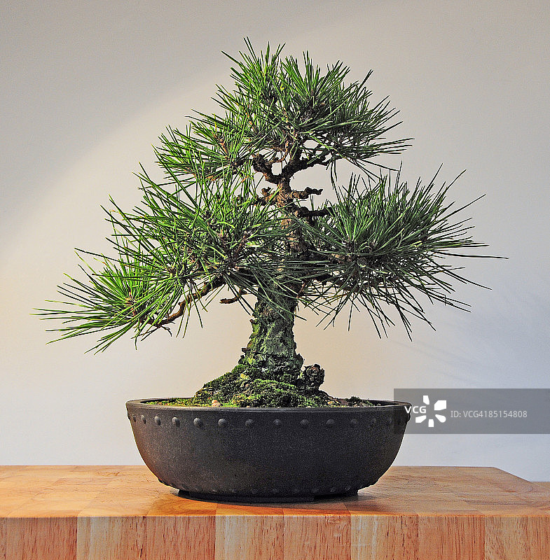 日本黑松盆景，黑松图片素材