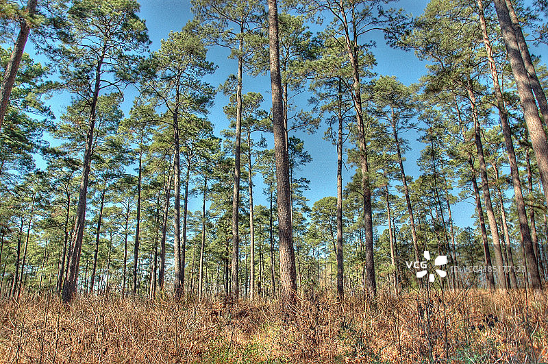 高大的森林松树图片素材