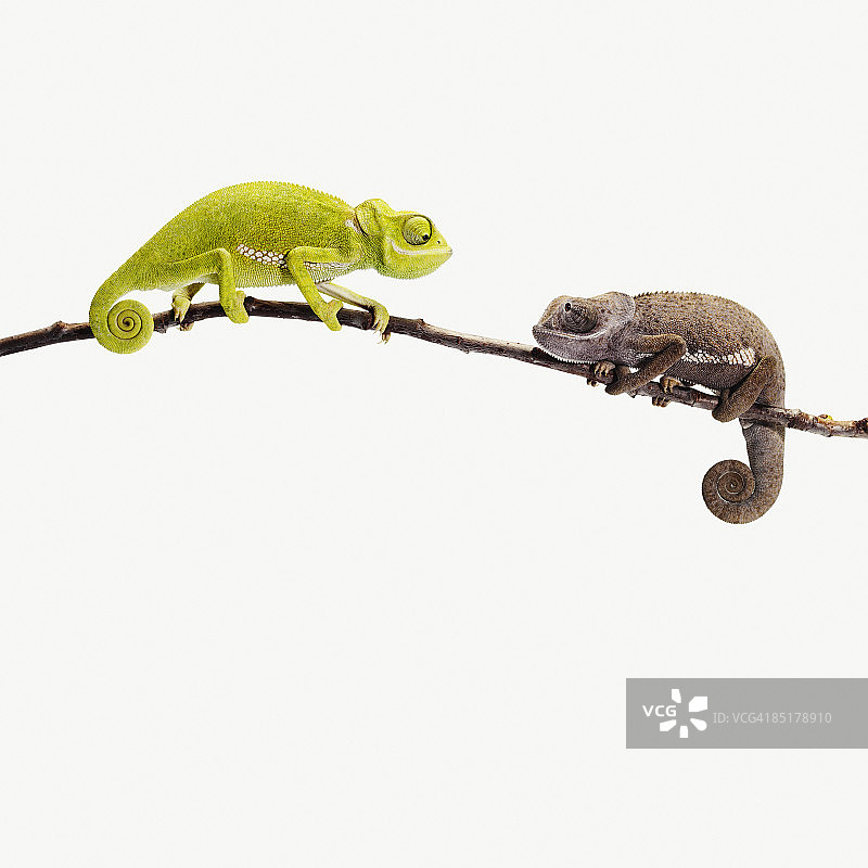 两只不同颜色变色龙对视图片素材