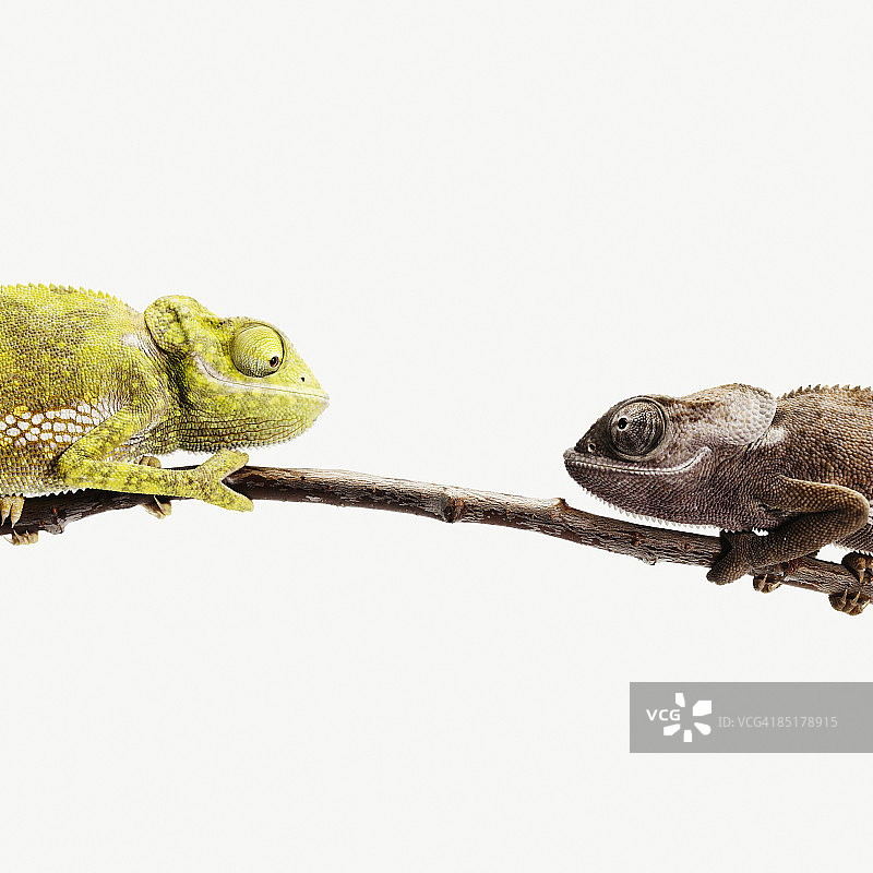 两只不同颜色变色龙对视图片素材