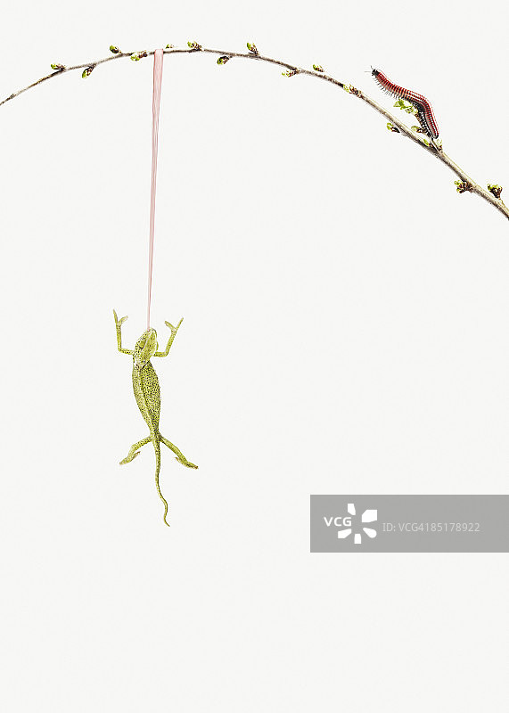 挂在树枝上吐舌头的变色龙图片素材