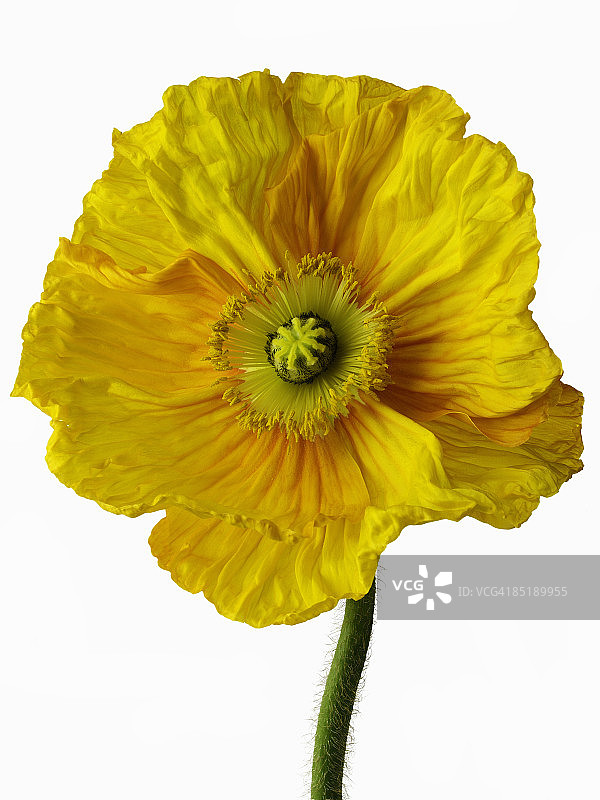 黄色罂粟花图片素材