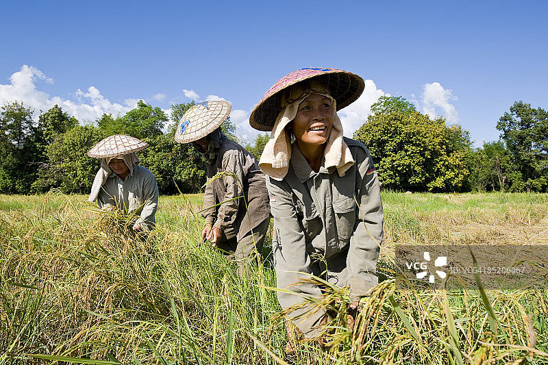 在老挝的稻田里工作图片素材