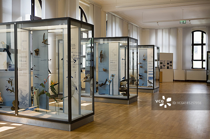 博物馆里的鸟类标本图片素材