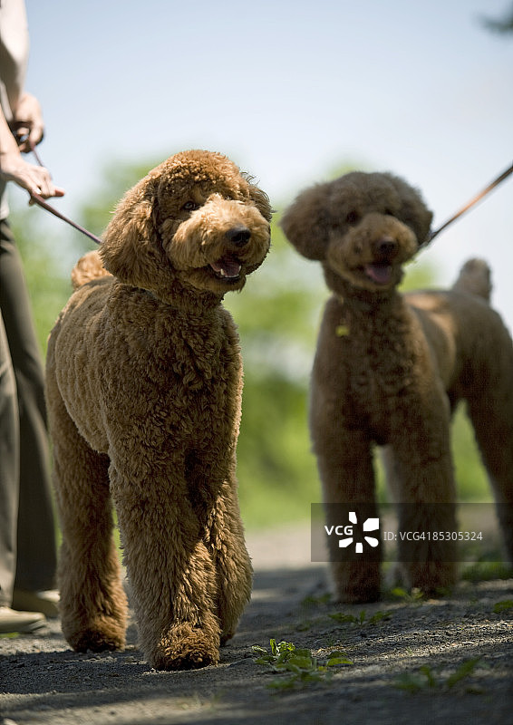 两只标准贵宾犬图片素材