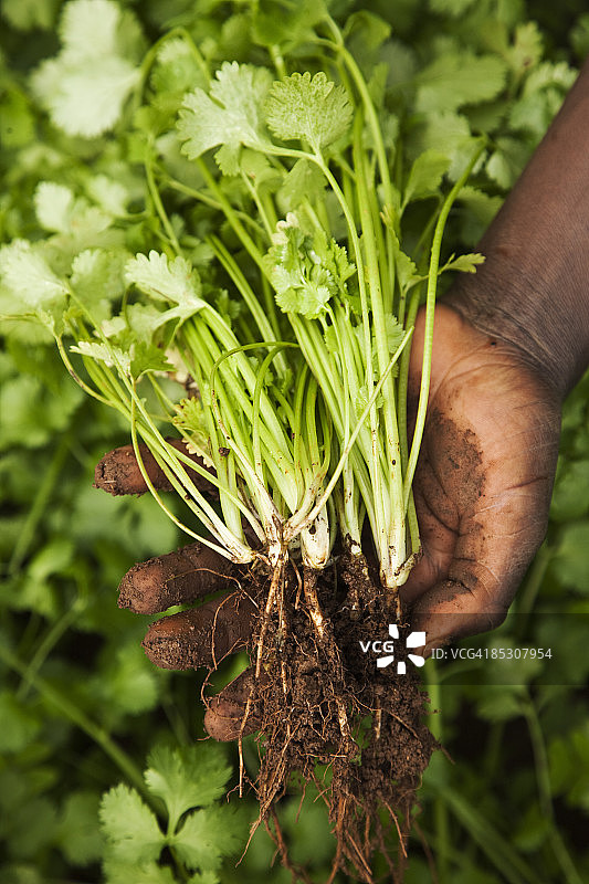 手持芫荽的匿名人士图片素材