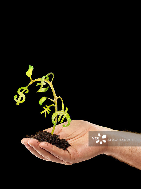 凋谢的发财树图片素材