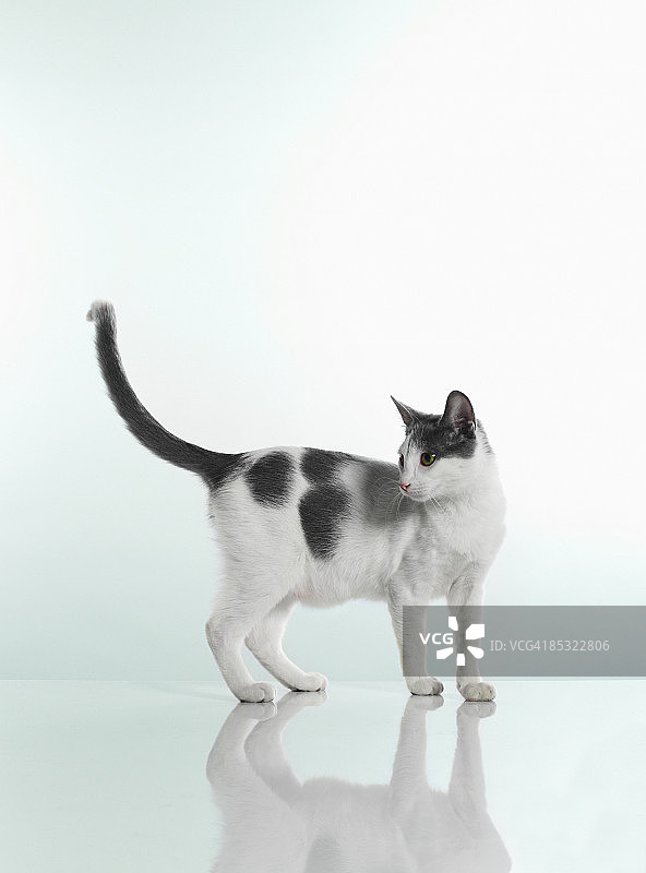 猫图片素材