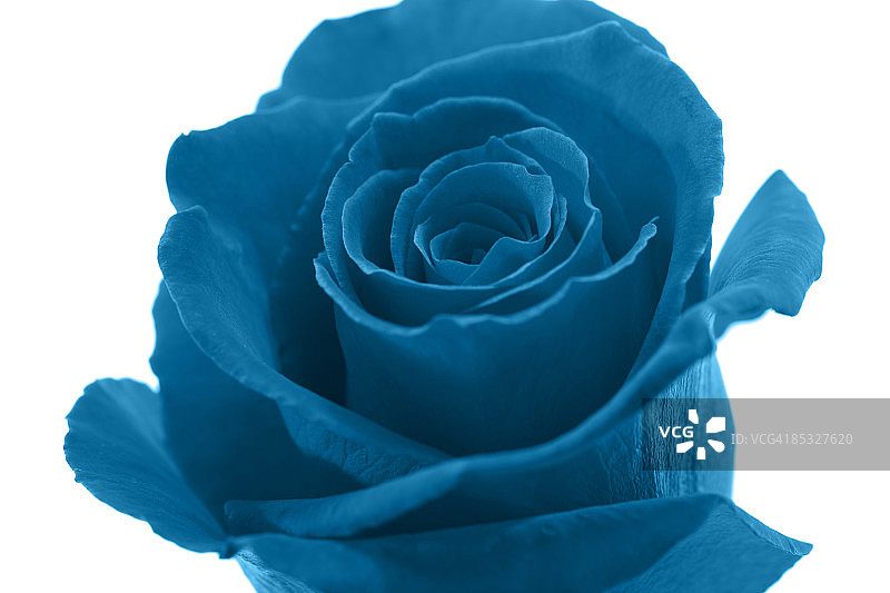 蓝色玫瑰图片素材