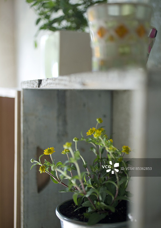 架子上的盆栽图片素材