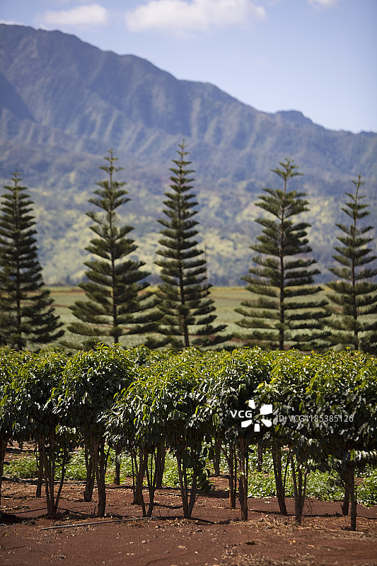 成排的咖啡树图片素材