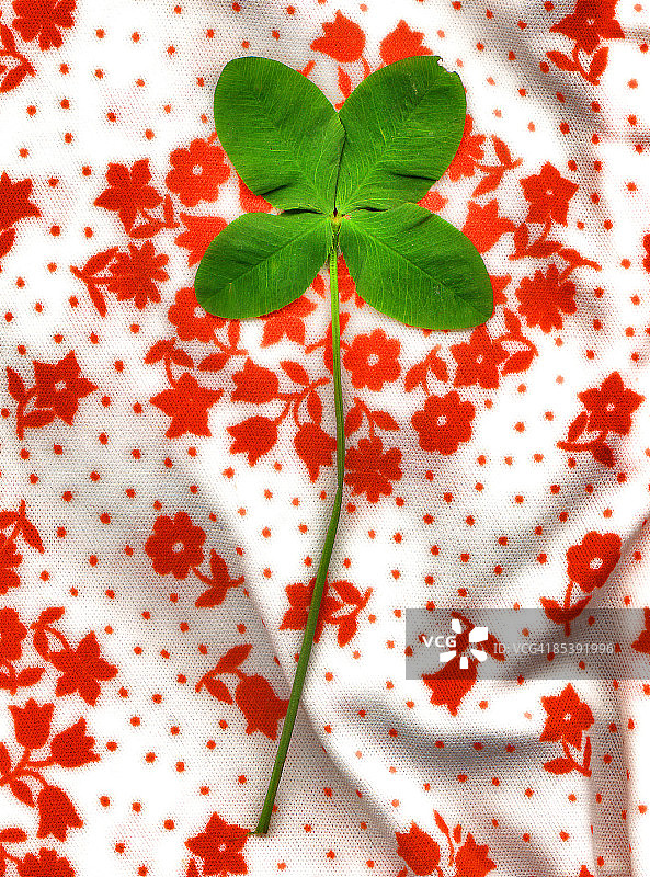 四叶草图片素材