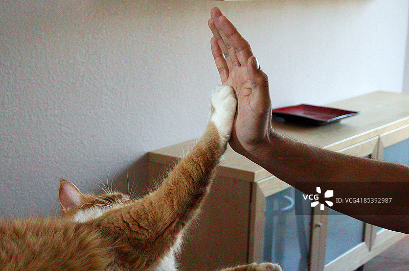 猫似乎要和人击掌图片素材