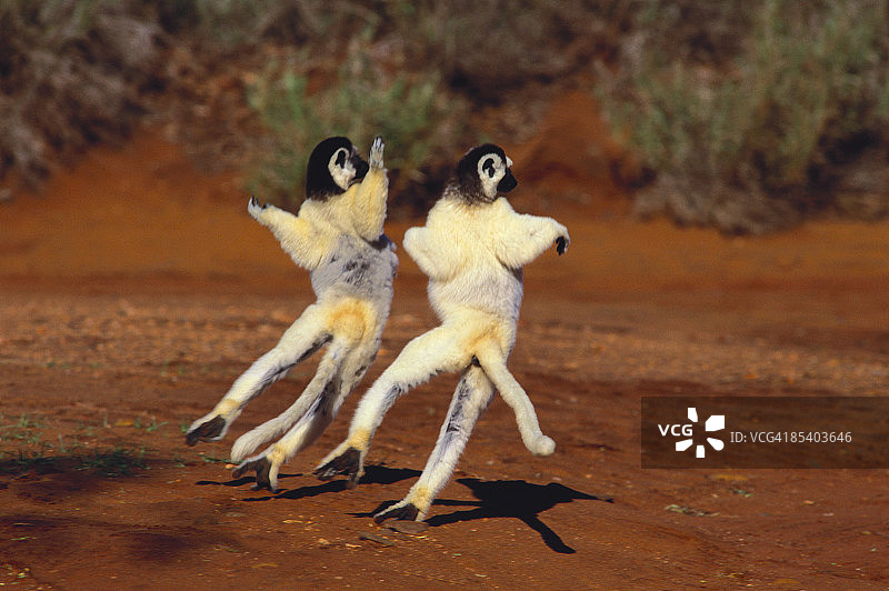 非洲红沙路上的两只狐猴图片素材