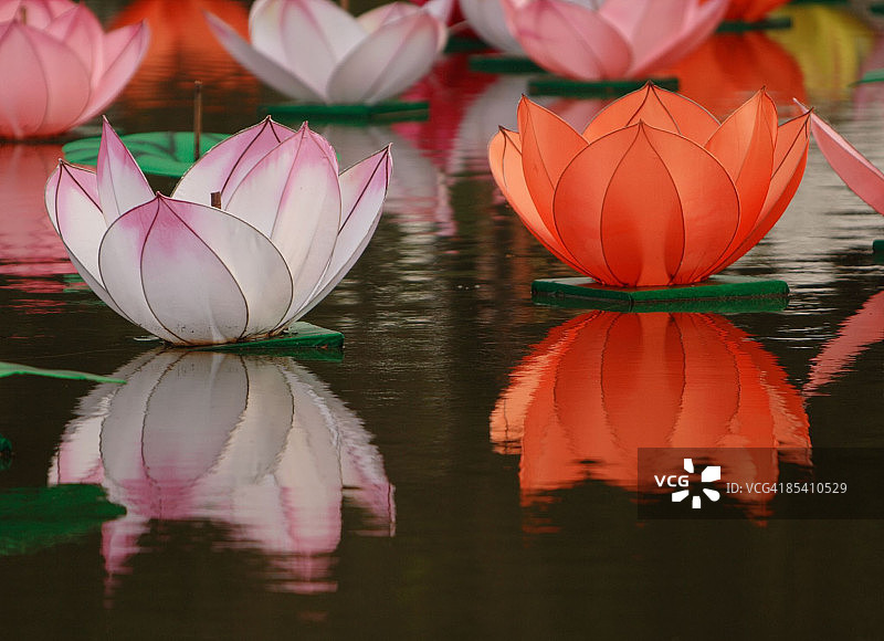 池塘上漂浮的花朵图片素材