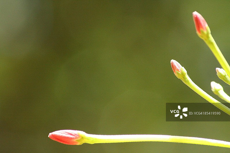 花蕾图片素材