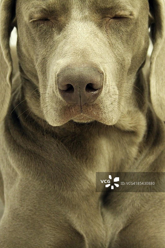 魏玛幼犬闭着眼睛坐着特写图片素材