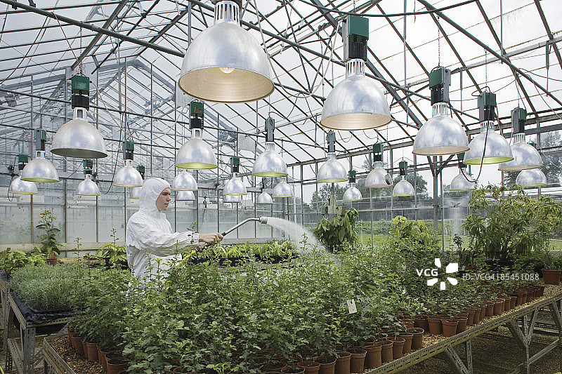 科学家在温室中给植物浇水图片素材