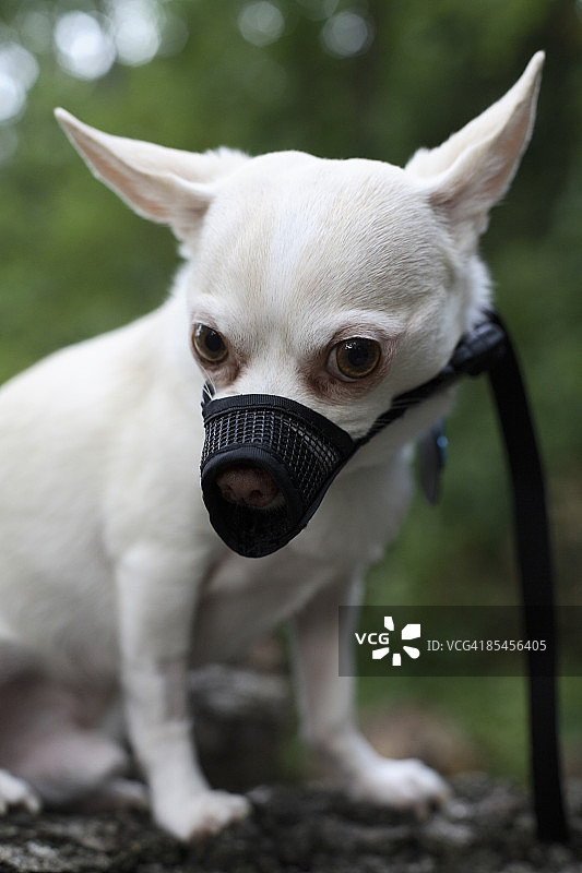 戴着口罩的愤怒的狗图片素材