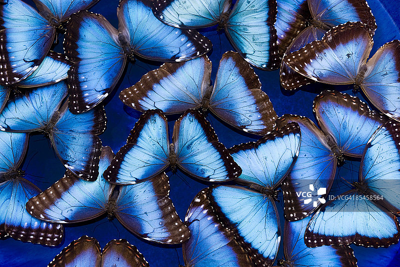 水中飞舞的蓝闪蝶图片素材