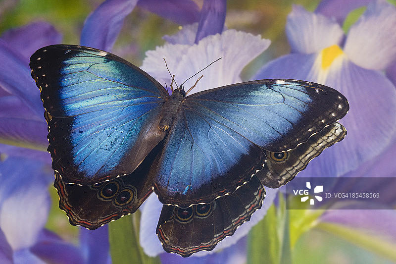 蓝闪蝶，Morpho peidides，镜面反射图片素材