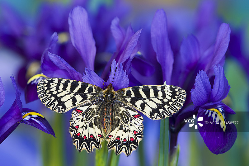 欧洲南带凤蝶与蓝鸢尾图片素材